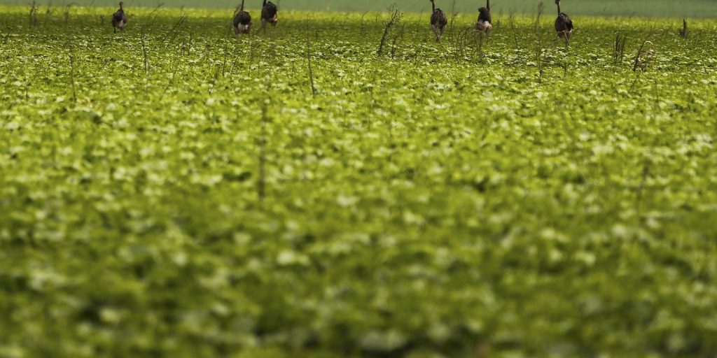 CMN reforça controles do seguro rural com novas exigências