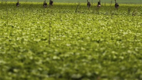 CMN reforça controles do seguro rural com novas exigências
