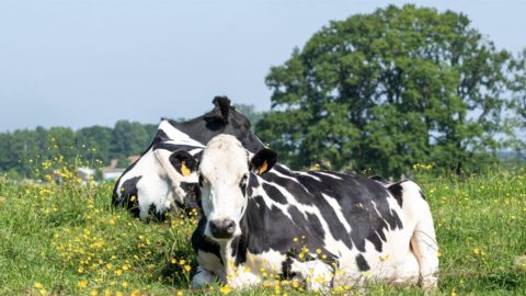 China reconhece status sanitário do agronegócio brasileiro