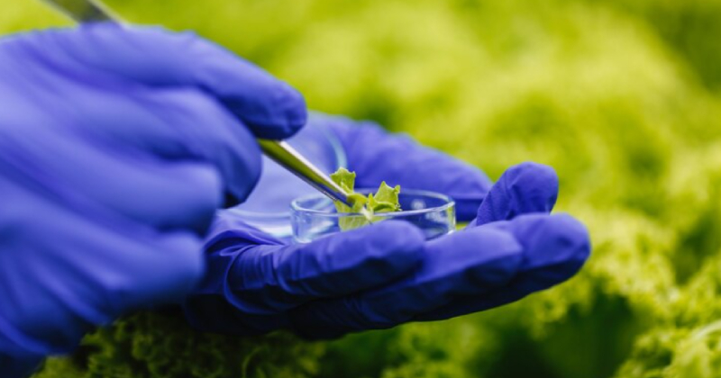 USP oferece capacitação gratuita sobre bioinsumos para agricultura