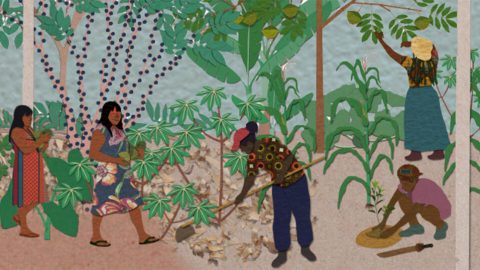 Novo guia mapeia caminhos para políticas de sociobiodiversidade