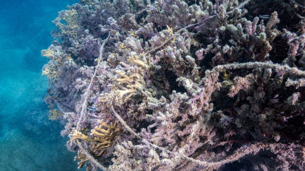 Corais brasileiros em risco: três espécies enfrentam extinção iminente
