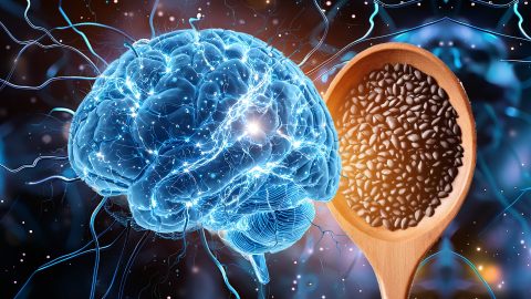 Fitoterápico à base de gergelim avança em testes contra AVC e Alzheimer
