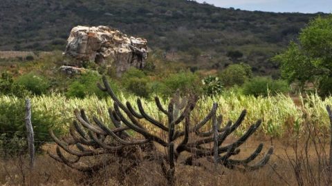 Caatinga ganha programa federal para restaurar vegetação