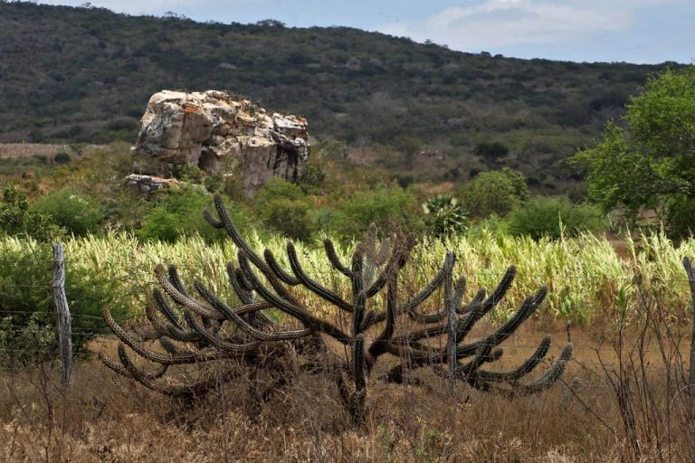 Caatinga ganha programa federal para restaurar vegetação