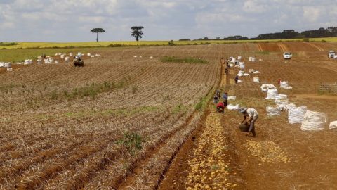 Câmara debate mudanças nas regras para trabalhadores rurais sazonais
