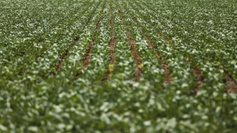 Governo e bancada ruralista travam negociação sobre renegociação de dívidas agrícolas