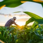 Governo deve editar MP sobre dívidas agrícolas focada em perdas climáticas