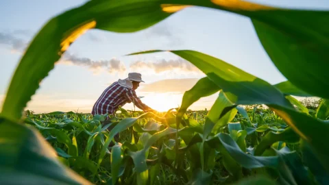 Governo deve editar MP sobre dívidas agrícolas focada em perdas climáticas