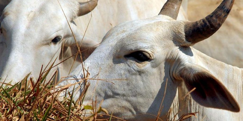 Embarques de gado vivo geram denúncias de maus-tratos e danos ambientais