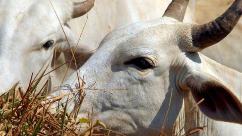 Embarques de gado vivo geram denúncias de maus-tratos e danos ambientais
