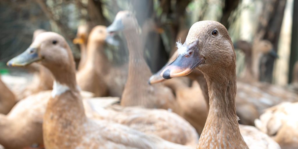 Entidades pedem ao governo aprovação de lei que veda alimentação forçada animal