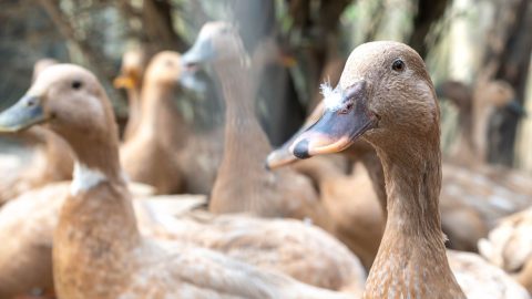 Entidades pedem ao governo aprovação de lei que veda alimentação forçada animal