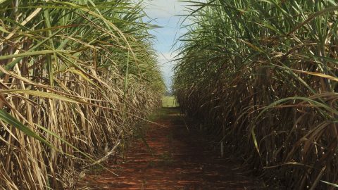 Produção de cana cresce 4,7% e etanol bate recorde na safra 2026/27