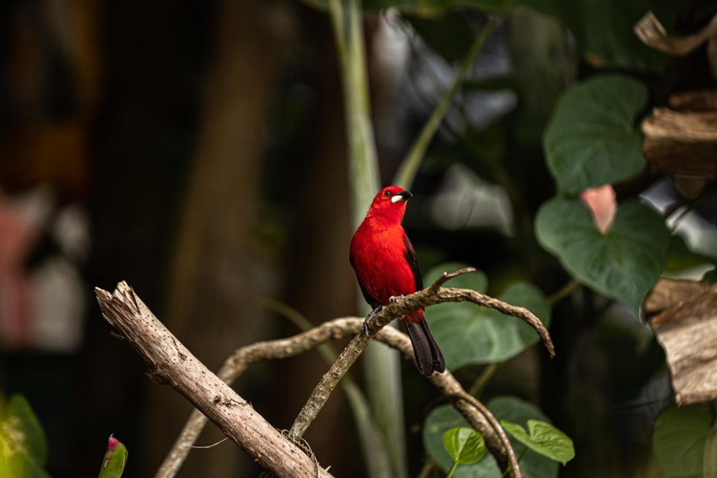 Amazônia enfrenta desafios para preservação e desenvolvimento sustentável