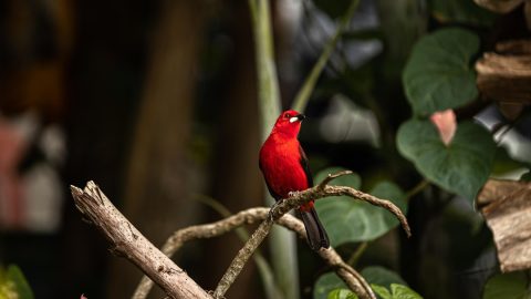 Amazônia enfrenta desafios para preservação e desenvolvimento sustentável