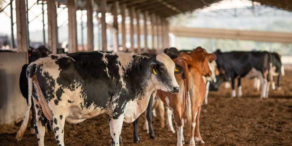 Brasil enfrenta bloqueio europeu de carnes; entenda as perdas