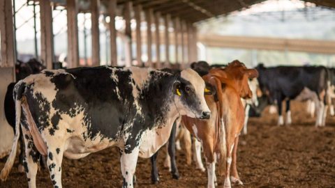 Brasil enfrenta bloqueio europeu de carnes; entenda as perdas